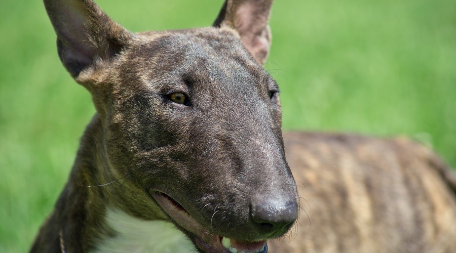 Bull terrier atigrado