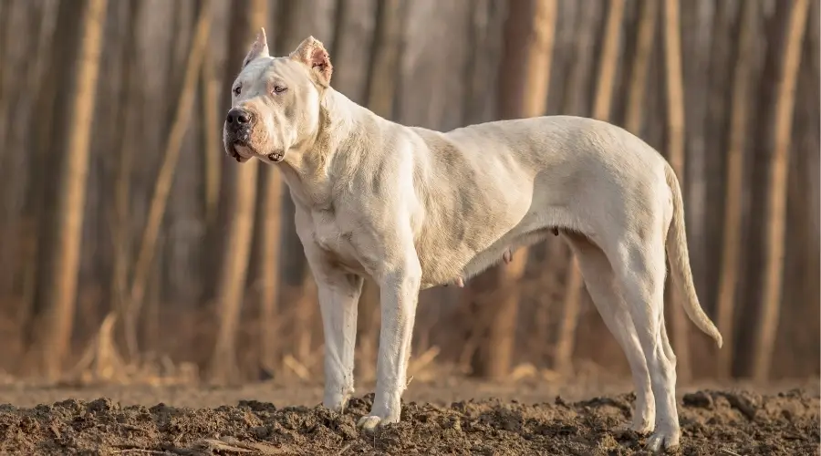 Perro Dogo Argentino Grande