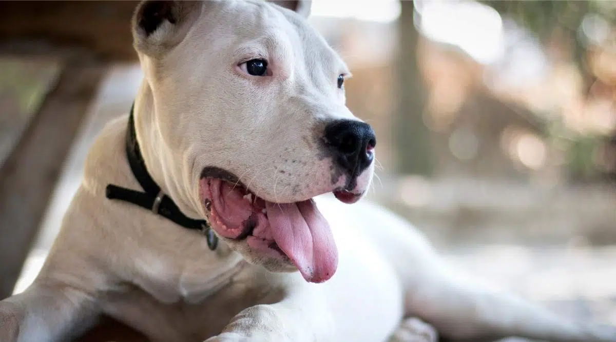 Dogo Argentino acostado con la lengua fuera