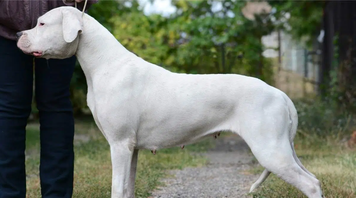 Dogo Argentino erguido con correa