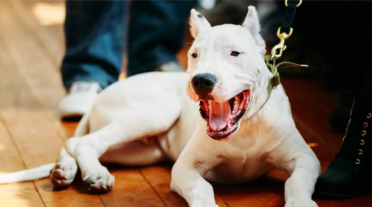   Dogo Argentino sentado con correa