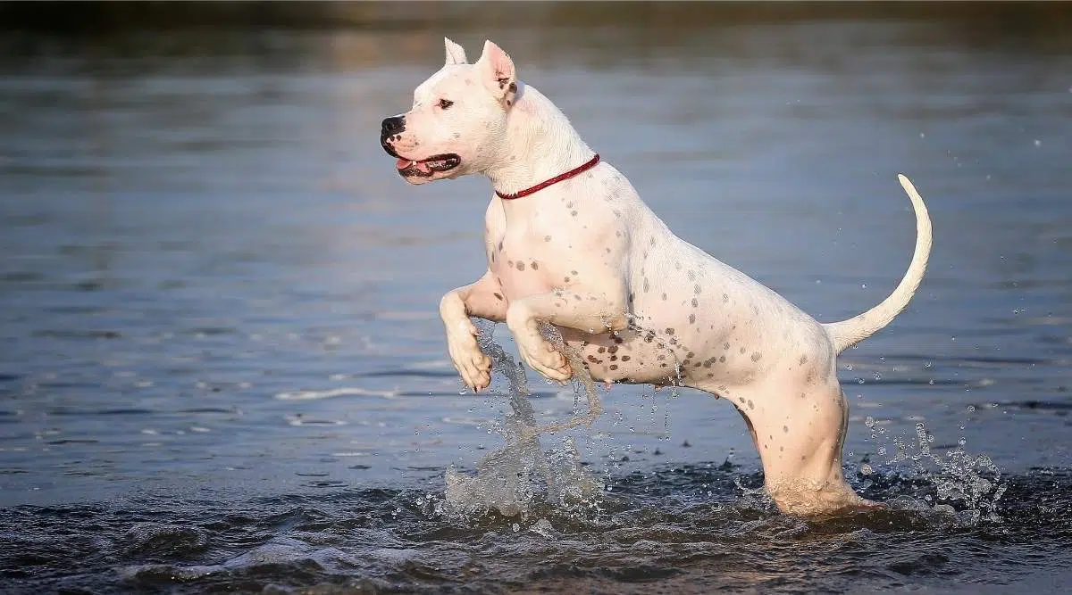   Perro cría el Dogo Argentino en el agua.