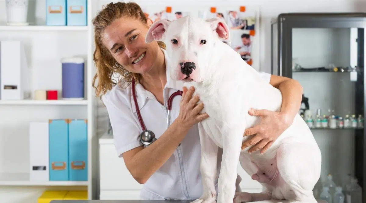 Veterinaria escuchando a un perro Dogo Argentino en su clínica