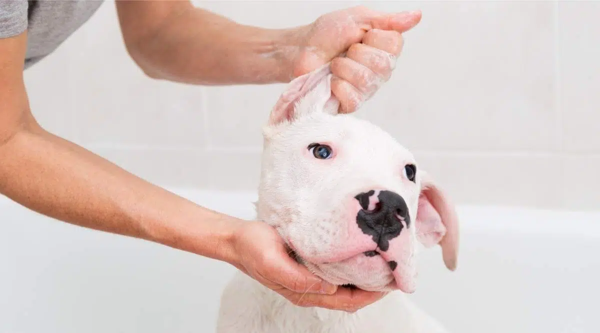 Baño de burbujas un adorable perro Dogo Argentino