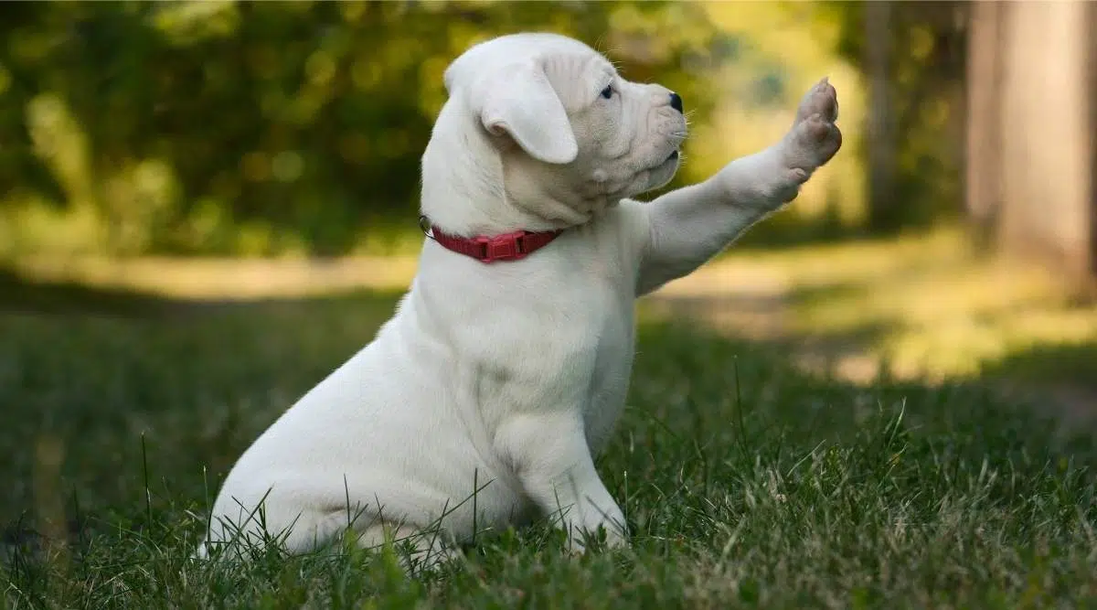 El gracioso cachorro Dogo Argentino sentado en la hierba con la pata en el aire