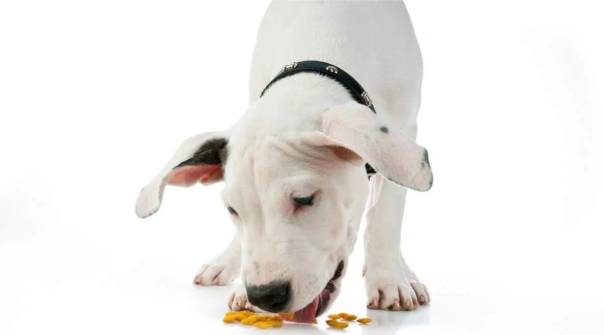   Dogo Argentino comiendo croquetas del suelo