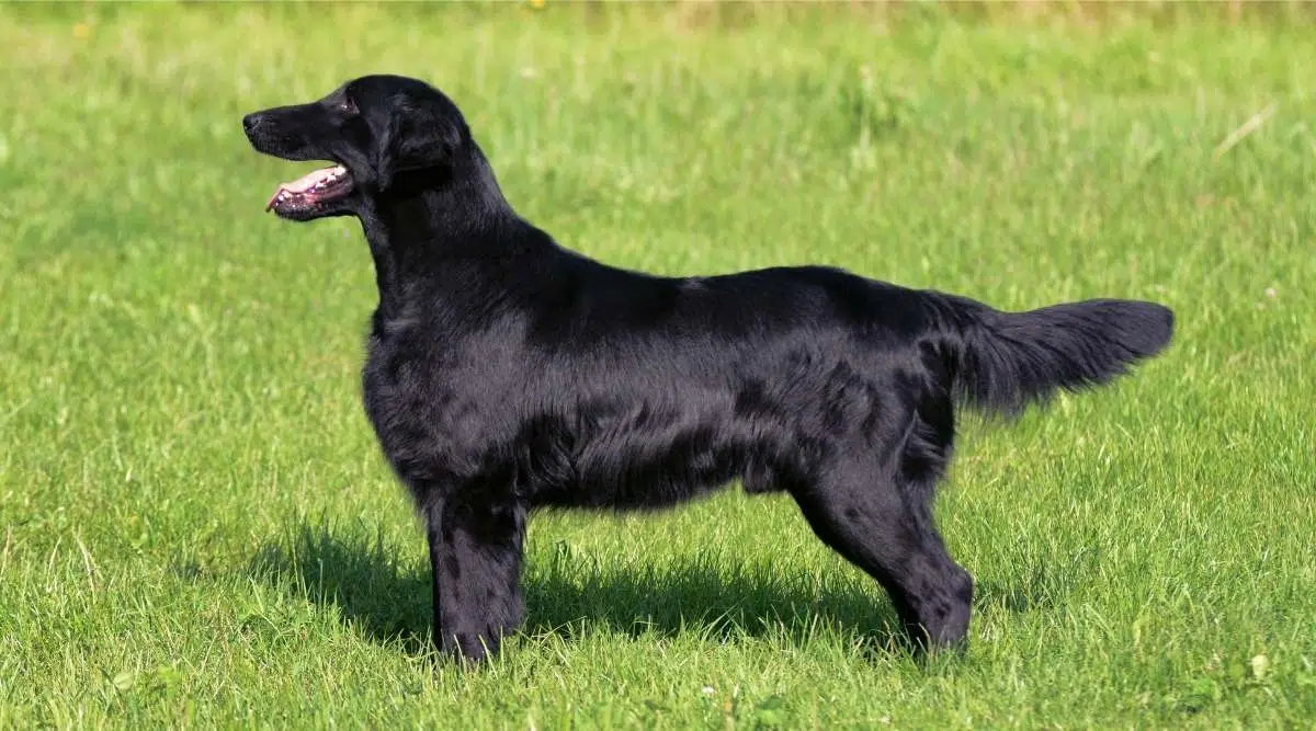 Típico perro perdiguero de pelo plano en la pradera