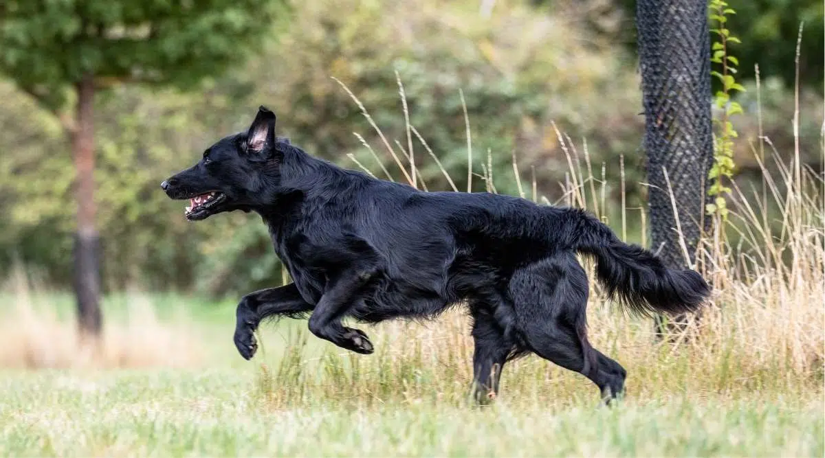 Toma lateral, respectivamente, toma de acción de un perro recuperador de pelo plano negro corriendo por un prado