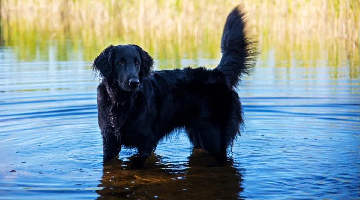 Retriever con revestimiento plano nadando en un lago sueco con agua azul