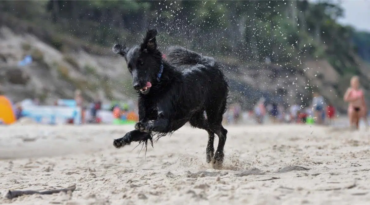 Perro perdiguero de pelo plano corriendo junto al mar Báltico