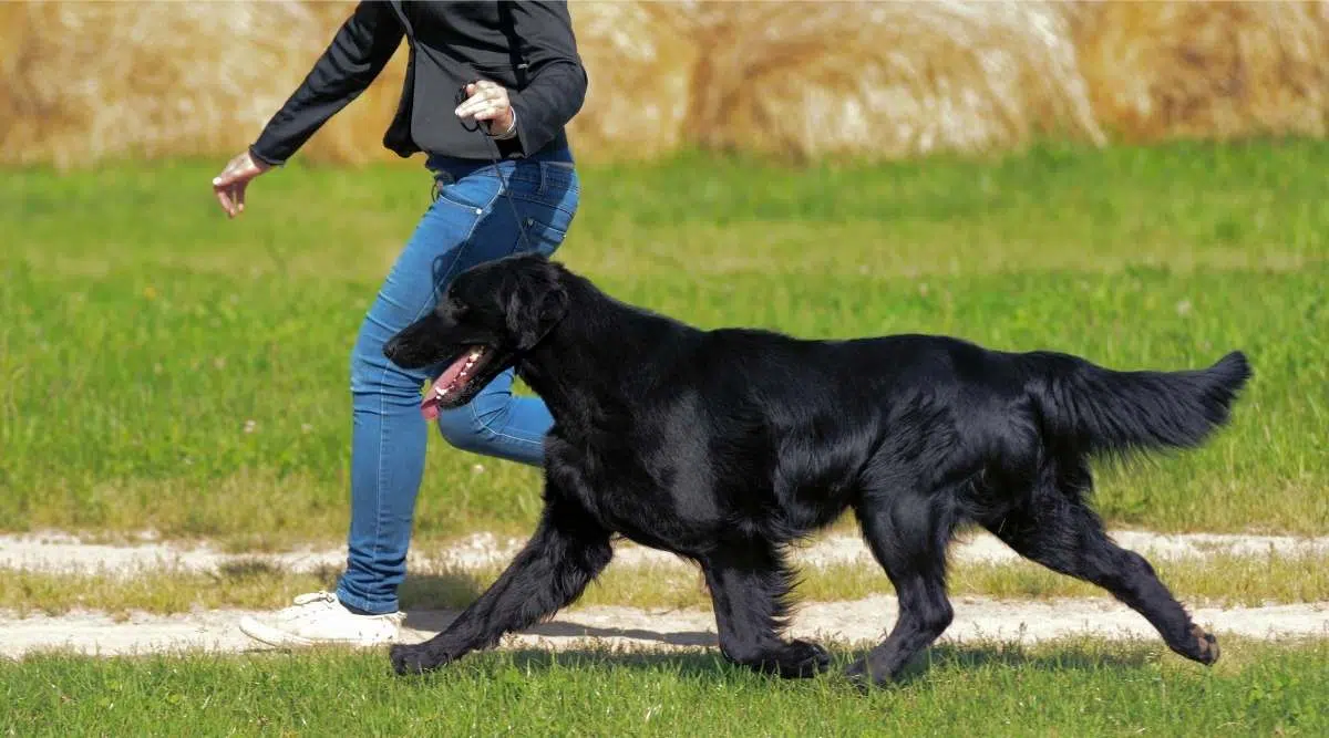 Típico perro perdiguero de pelo plano en la pradera con andador