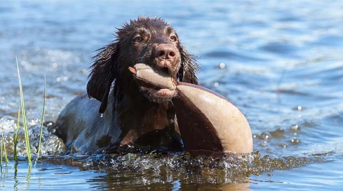 El perro perdiguero de pelo plano se divierte en un lago