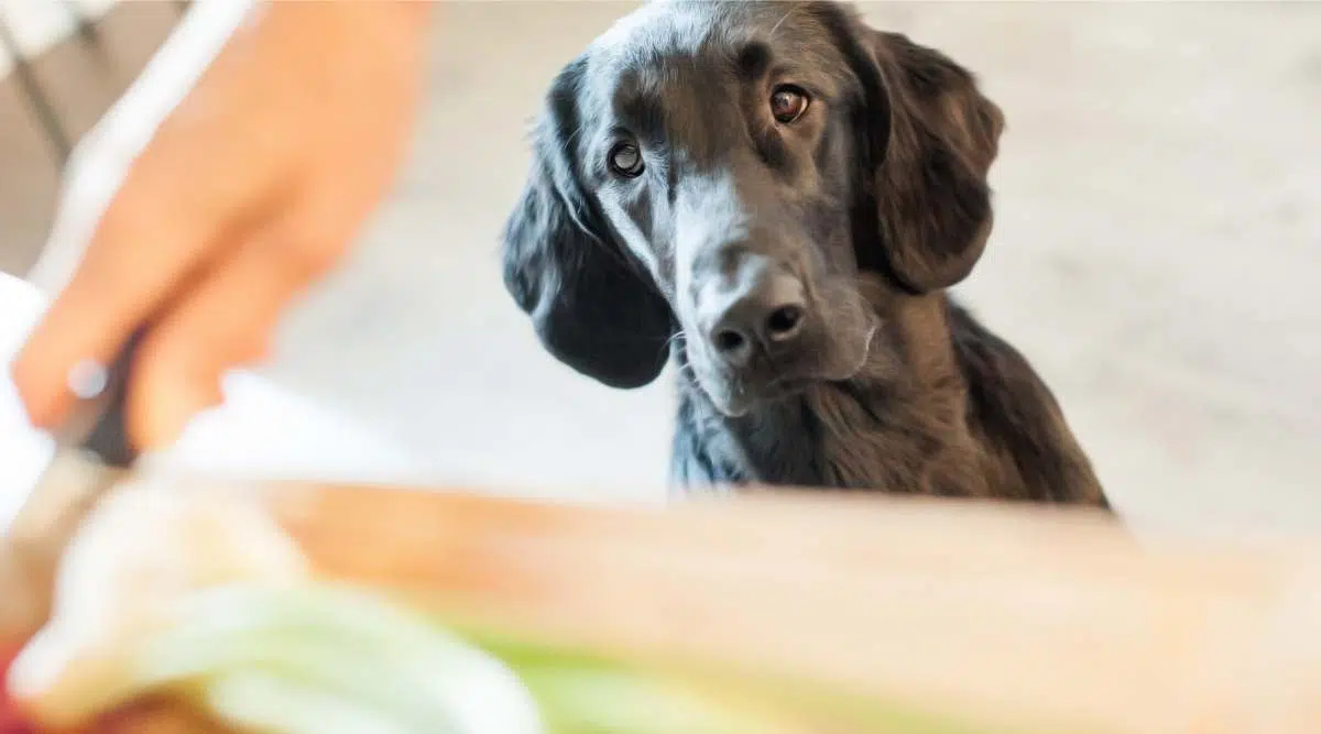 Retriever de pelo plano esperando mientras mamá cocina