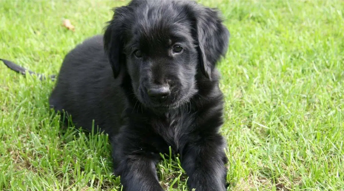 Retrato de un cachorro de perro perdiguero de capa plana en la hierba