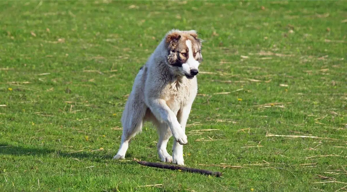 El joven perro pastor de Asia Central juega en la hierba con un palo