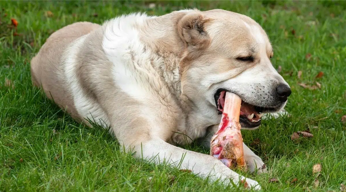 Perro Pastor de Asia Central alabai tendido comiendo huesos grandes en la pradera en verano