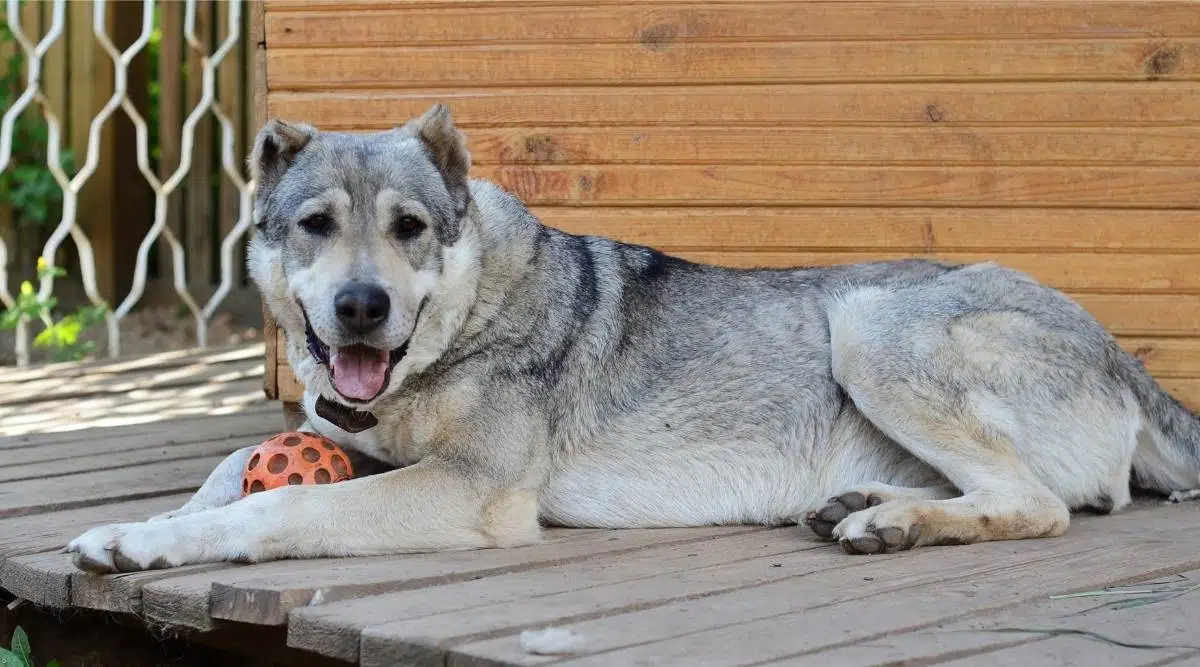 Perro grande perro pastor de Asia central acostado cerca de su casa con juguete