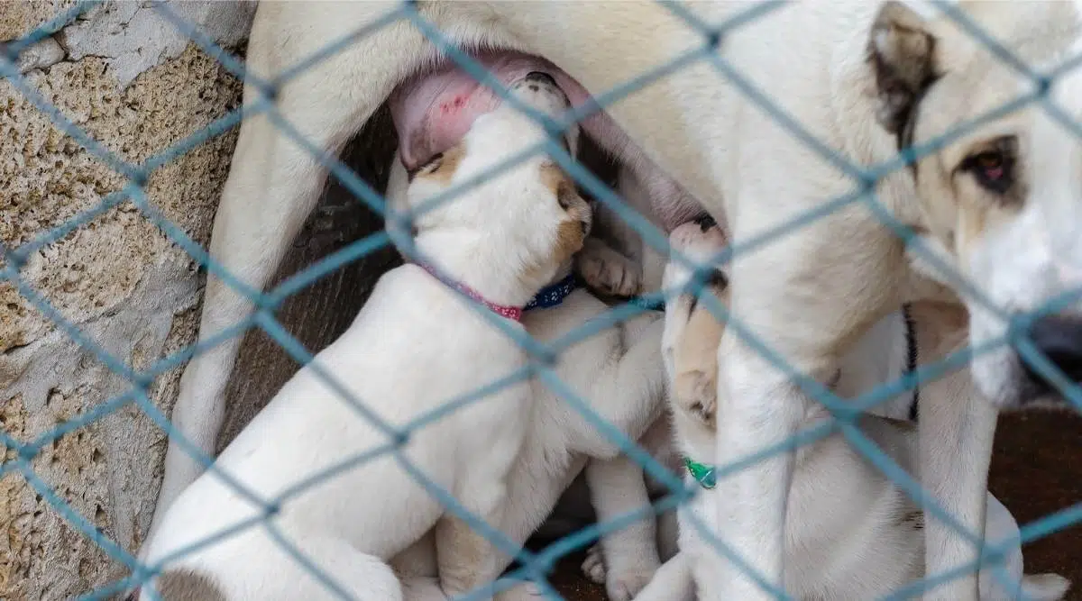 Rescatan a cachorros de pastor de Asia Central que maman de leche materna