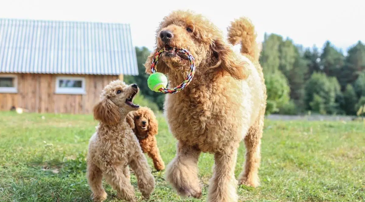 El caniche toy y el caniche estándar se juegan en el césped.