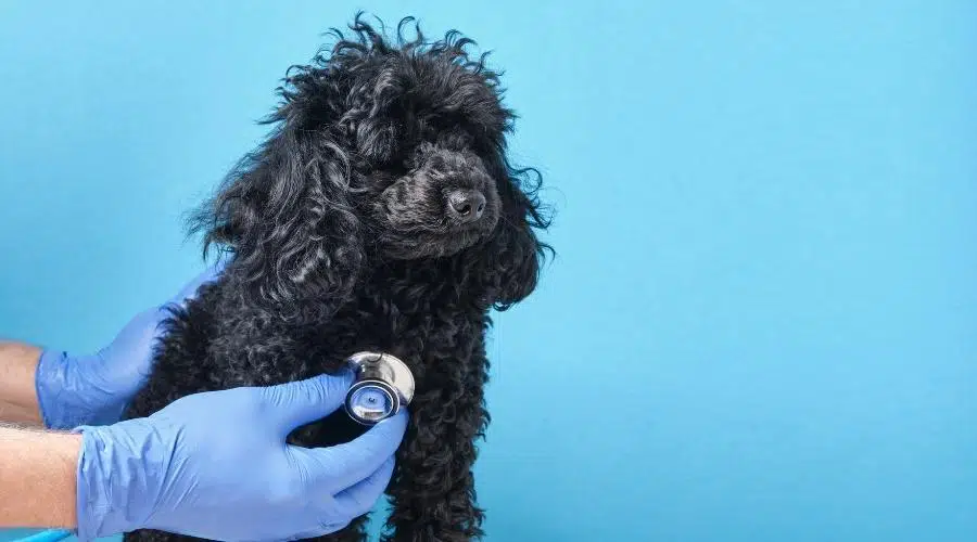 Caniche toy esponjoso negro en el veterinario, fondo azul