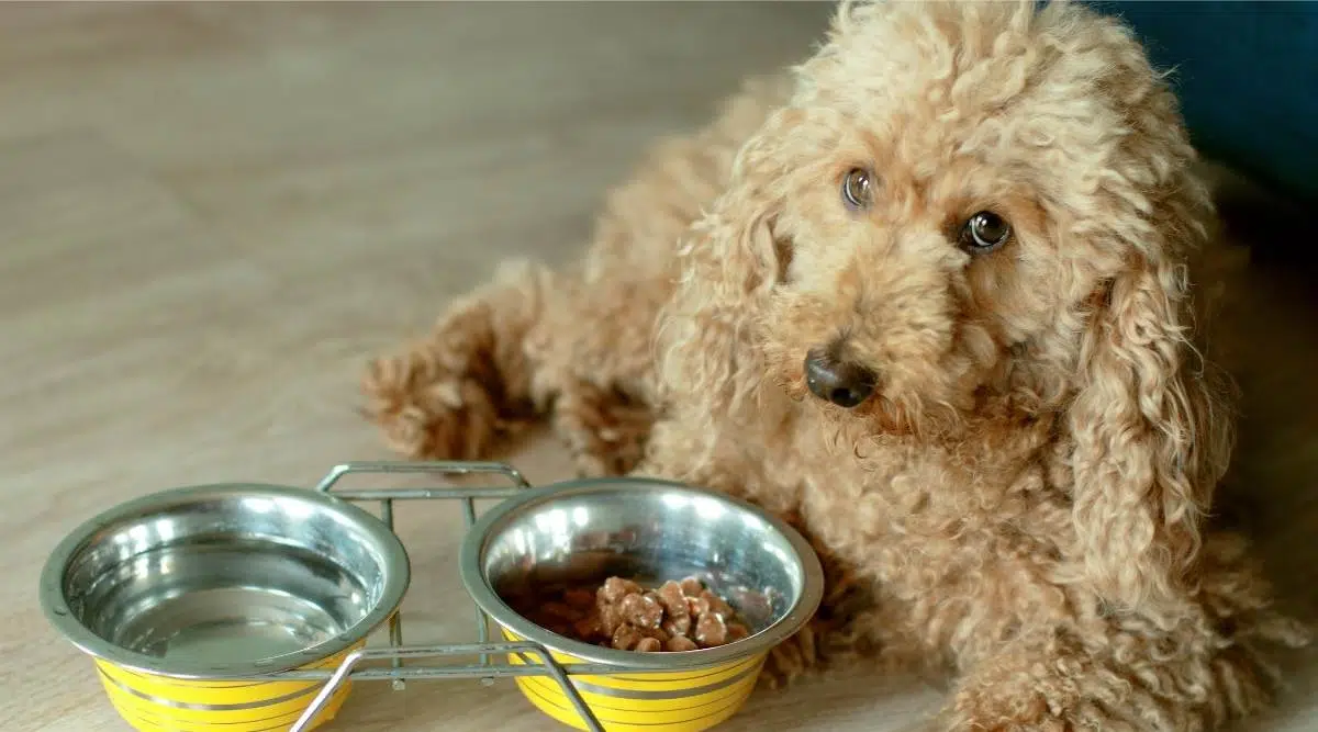 Caniche Toy tirado en el suelo junto al plato de comida y agua