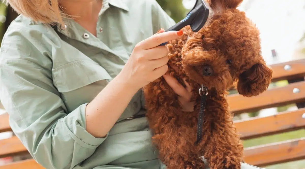 Vista de cerca dueña de una perra con cabello rubio sosteniendo un lindo caniche Toy, cepillando su pelaje