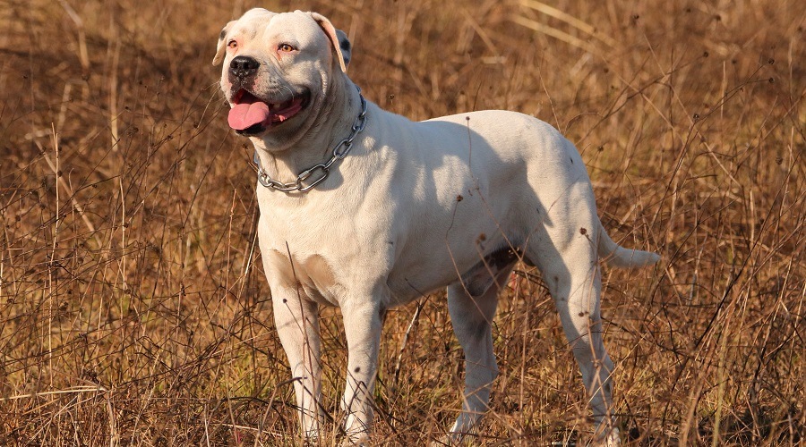 Bulldog americano blanco en el campo