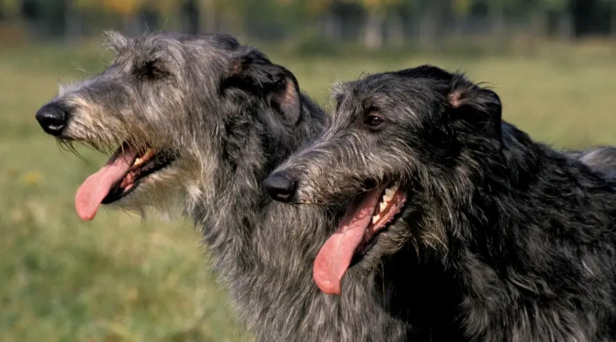 Dos perros nervudos de color gris oscuro con la lengua fuera