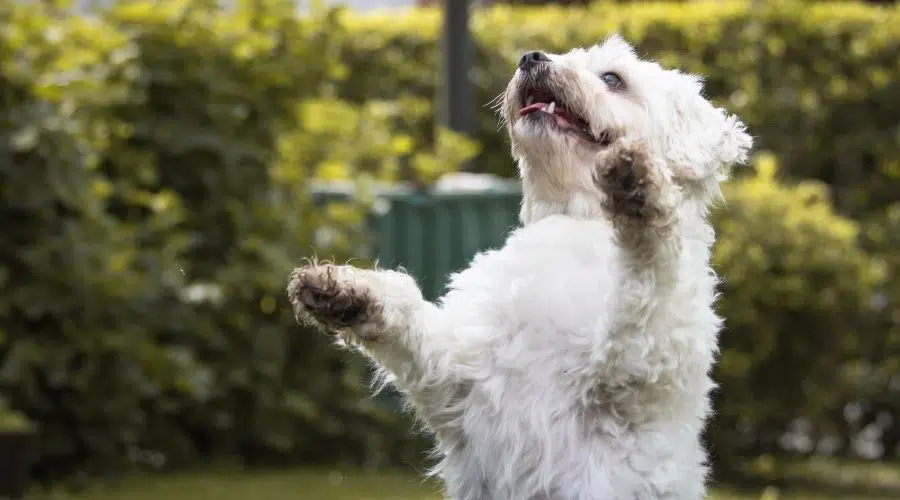 Coton de Tulear haciendo truco