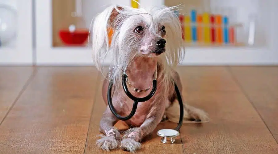 Perro crestado chino sin pelo con estetoscopio en laboratorio