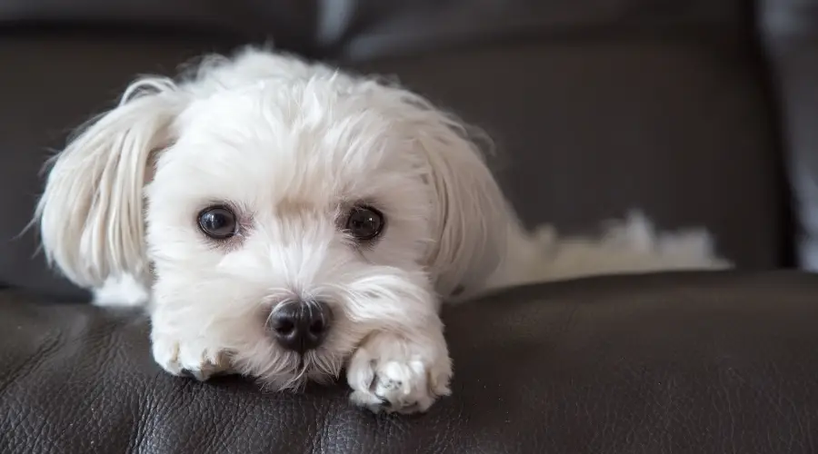 Lindo perro blanco descansando en un sofá