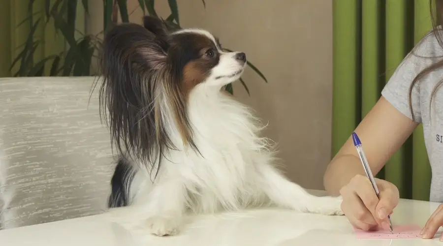 Perro Papillon con dueño