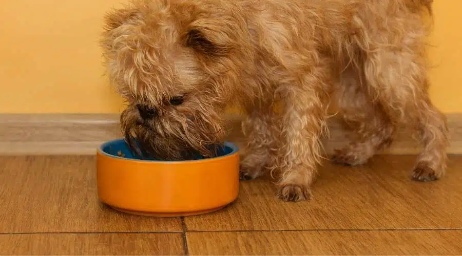 Grifón de Bruselas comiendo