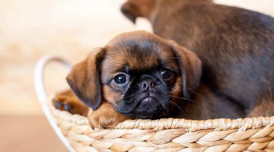 Cachorros de Grifón de Bruselas en una cesta