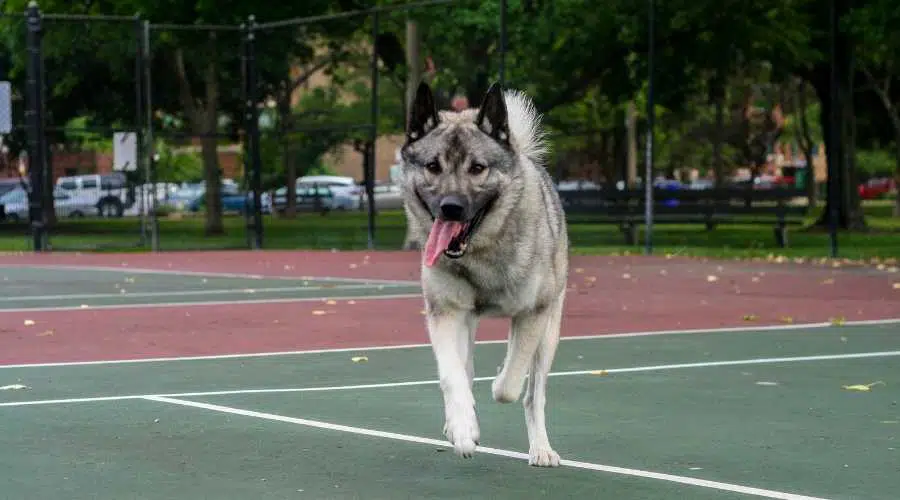 Perro haciendo ejercicio corriendo en la cancha de tenis