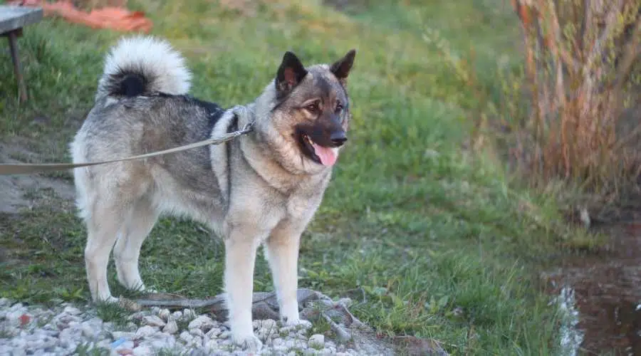 Perro Elkhound gris noruego en un paseo