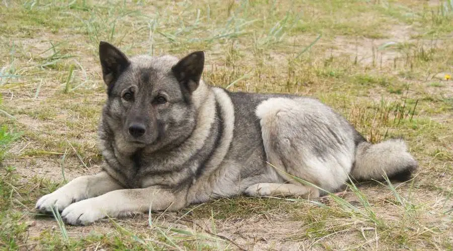 Perro noruego tendido en la hierba