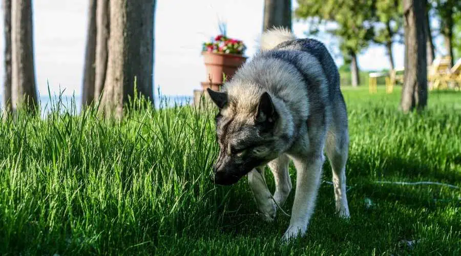 Elkhound mirando la hierba