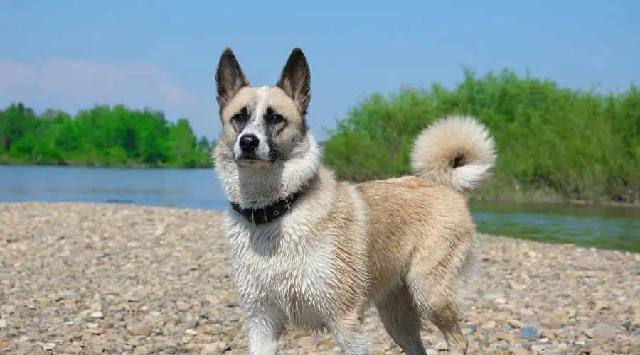 Perro Elkhound noruego después de nadar en el río, caminando cerca de un estanque forestal.