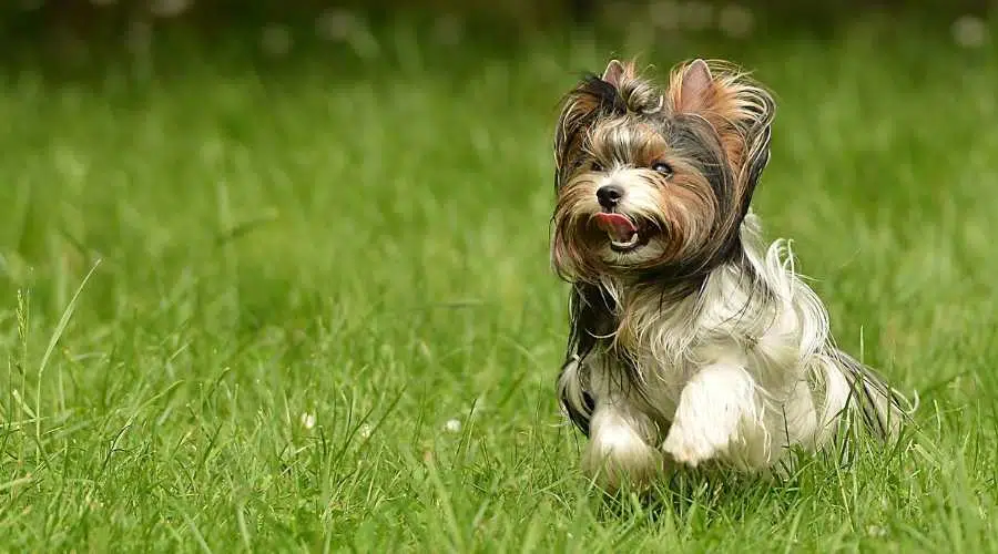 Biewer Terrier corriendo en la hierba con la lengua fuera