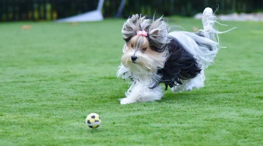 Biewer Yorkshire Terrier corriendo tras un balón de fútbol amarillo sobre césped artificial verde