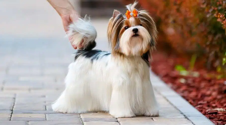 Fotografía de estudio de un Biewer Yorkshire Terrier sobre fondos de colores