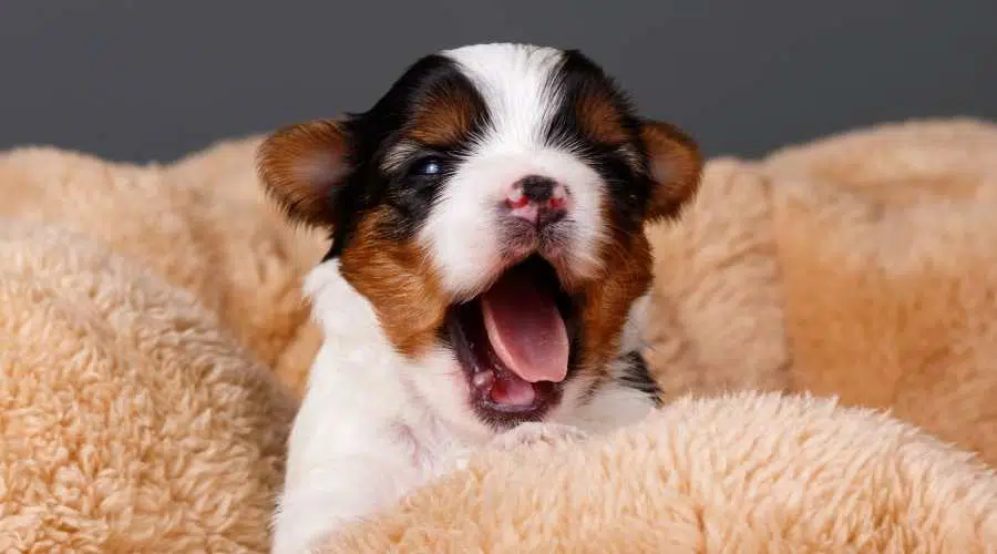 Cachorro Biewer Terrier bostezando en una manta