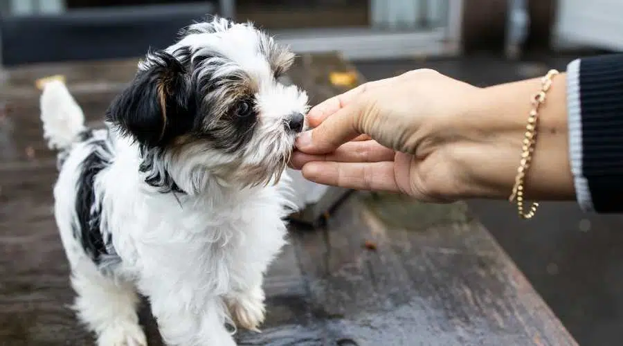 Biewer Yorkshire Terrier Cachorro de perro en blanco y negro de pie sobre una mesa fuera de la mano alguien está dando un regalo visto desde el frente