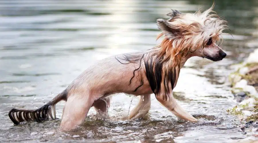 Perro crestado chino en el río