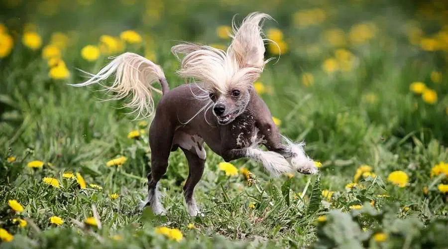 Perro crestado chino corre en el campo