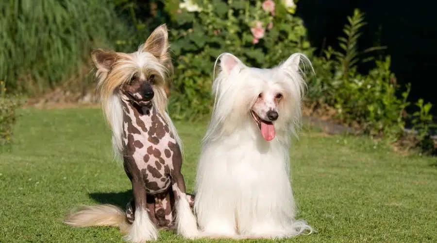 Retrato de dos simpáticos perros crestados chinos, uno moteado y otro blanco con pelo más largo, sentados en la hierba