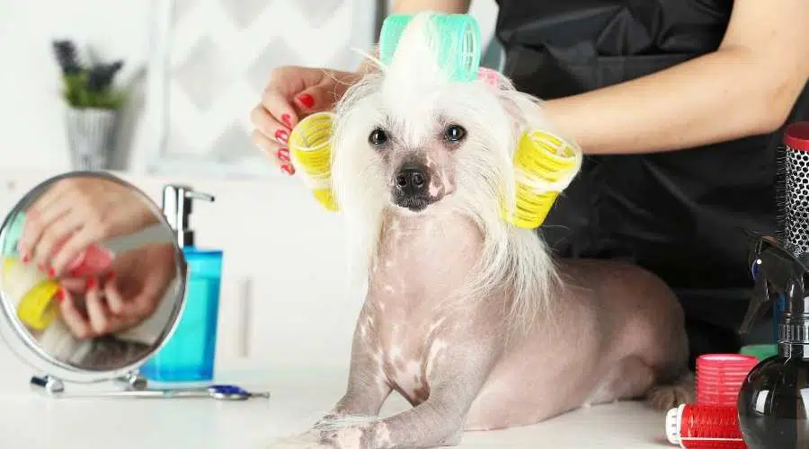 Retrato de perro crestado chino en la barbería