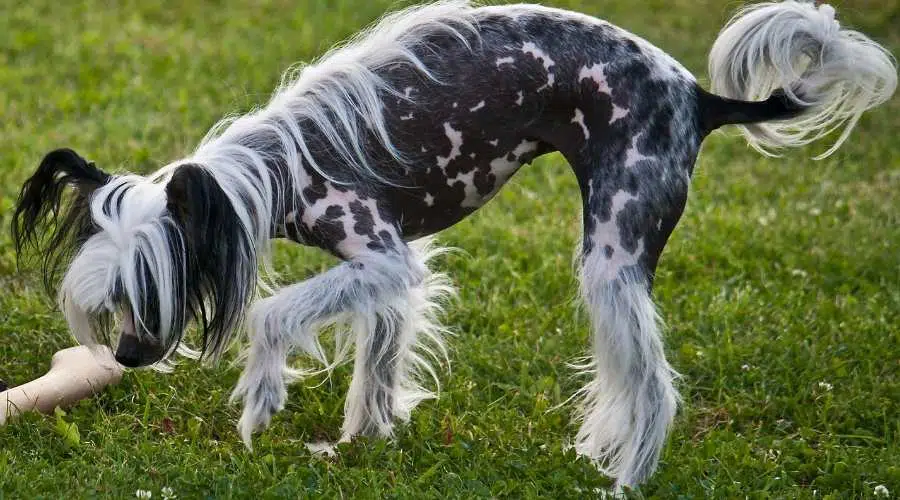 Perro sin pelo con cresta chino mirando el hueso en la hierba