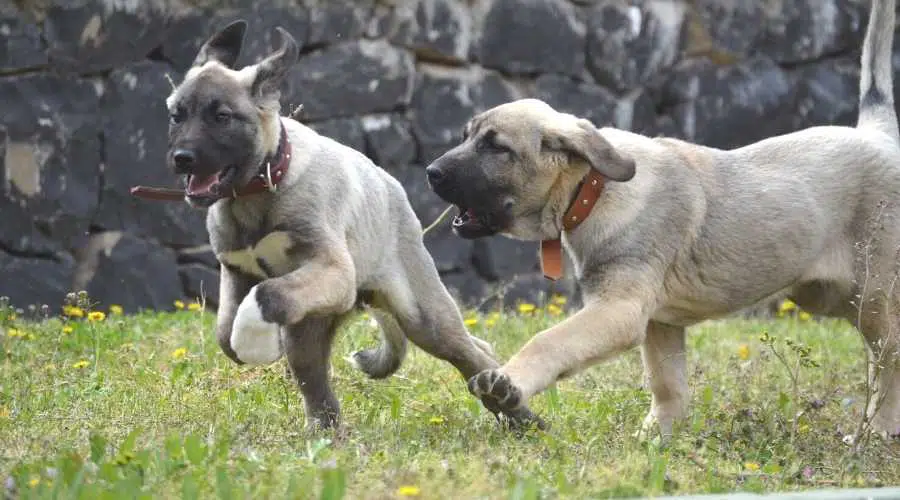 Perros Kangal corriendo en un prado persiguiéndose unos a otros